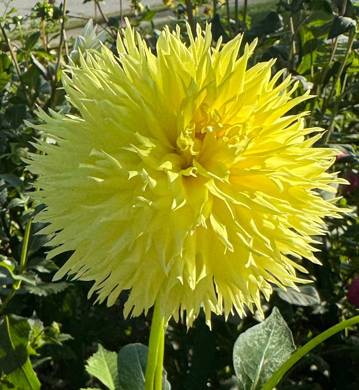Colwood Anne Dahlia