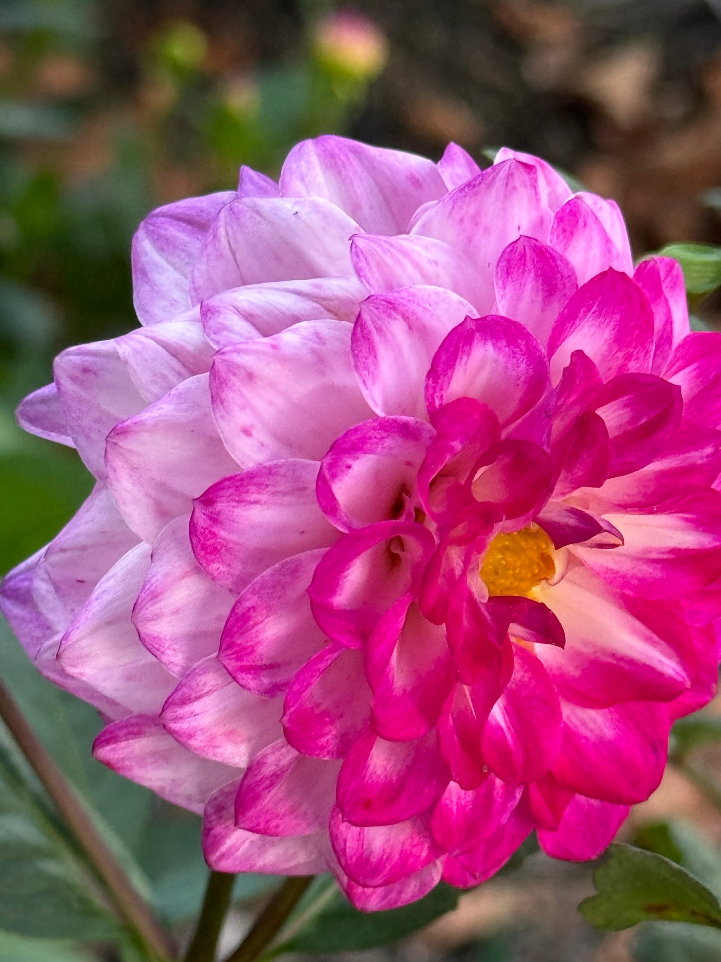 Bloomquist Valiant Dahlia