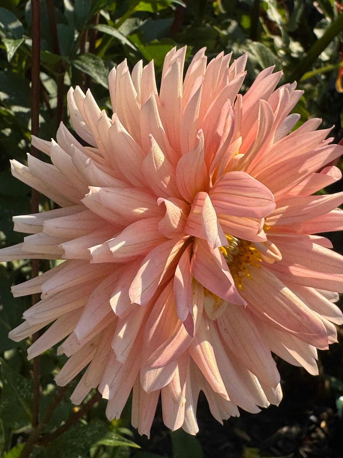 Henriette Dahlia