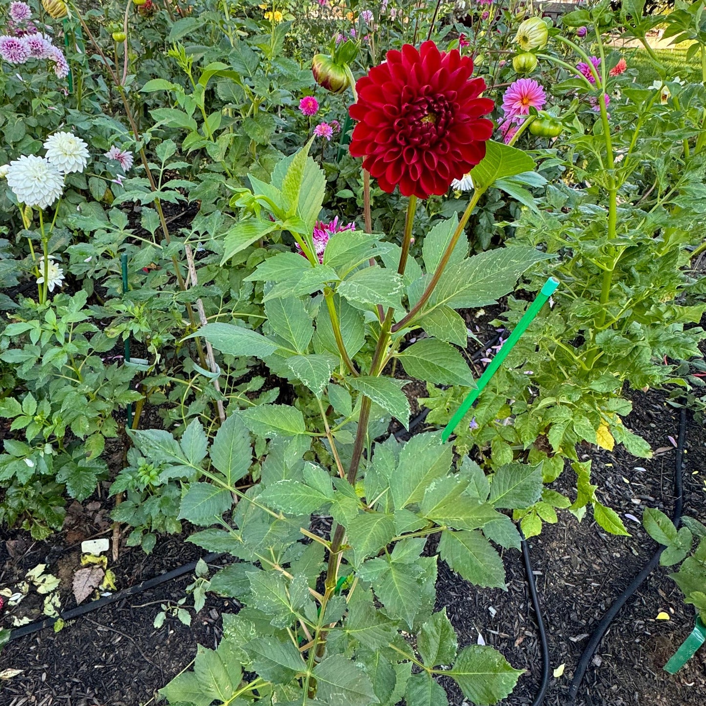 Amorous Heart Dahlia