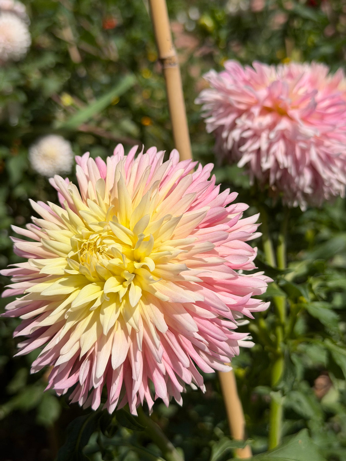 Just Married Dahlia