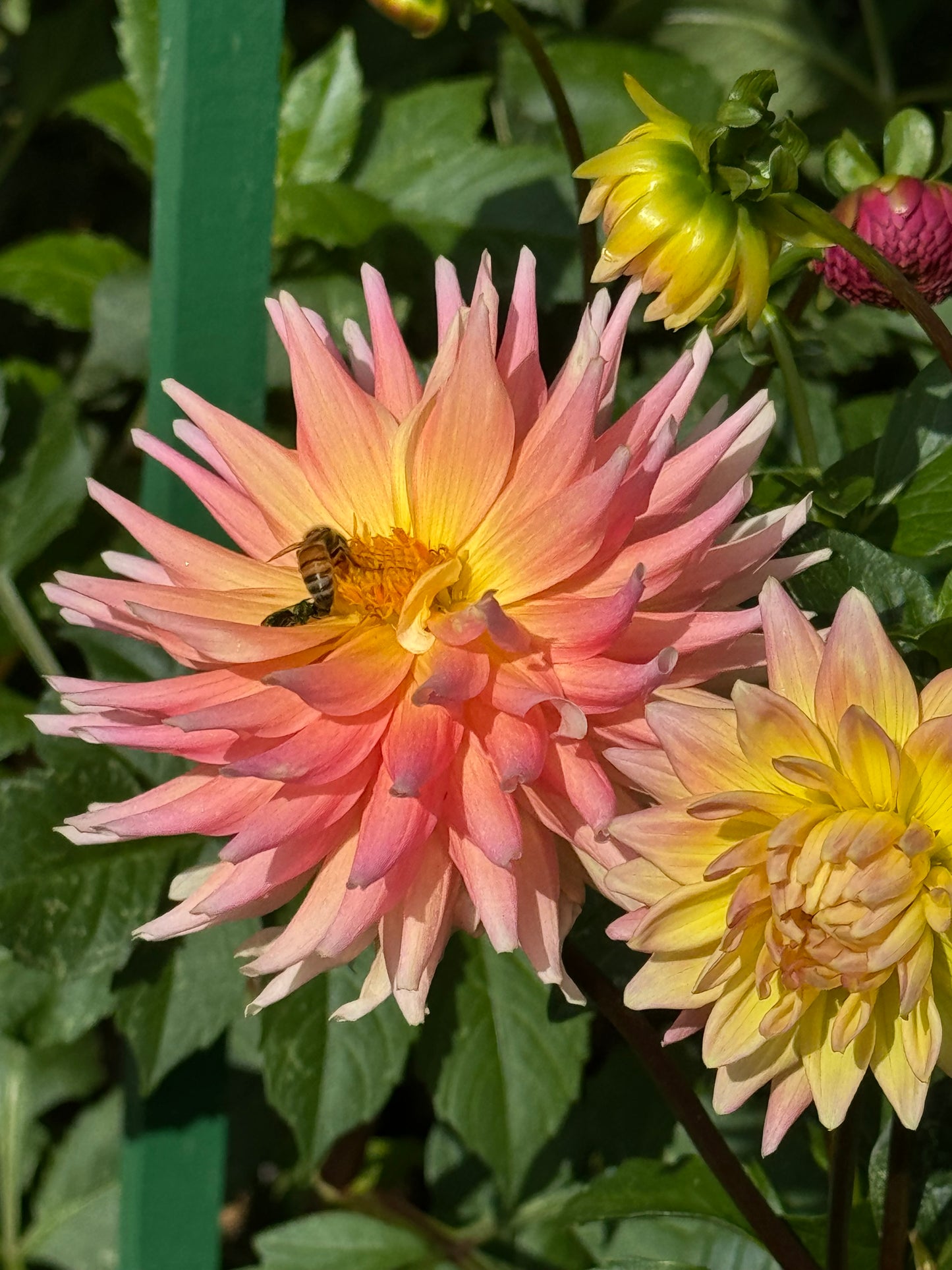 Rusty Ritchie Dahlia