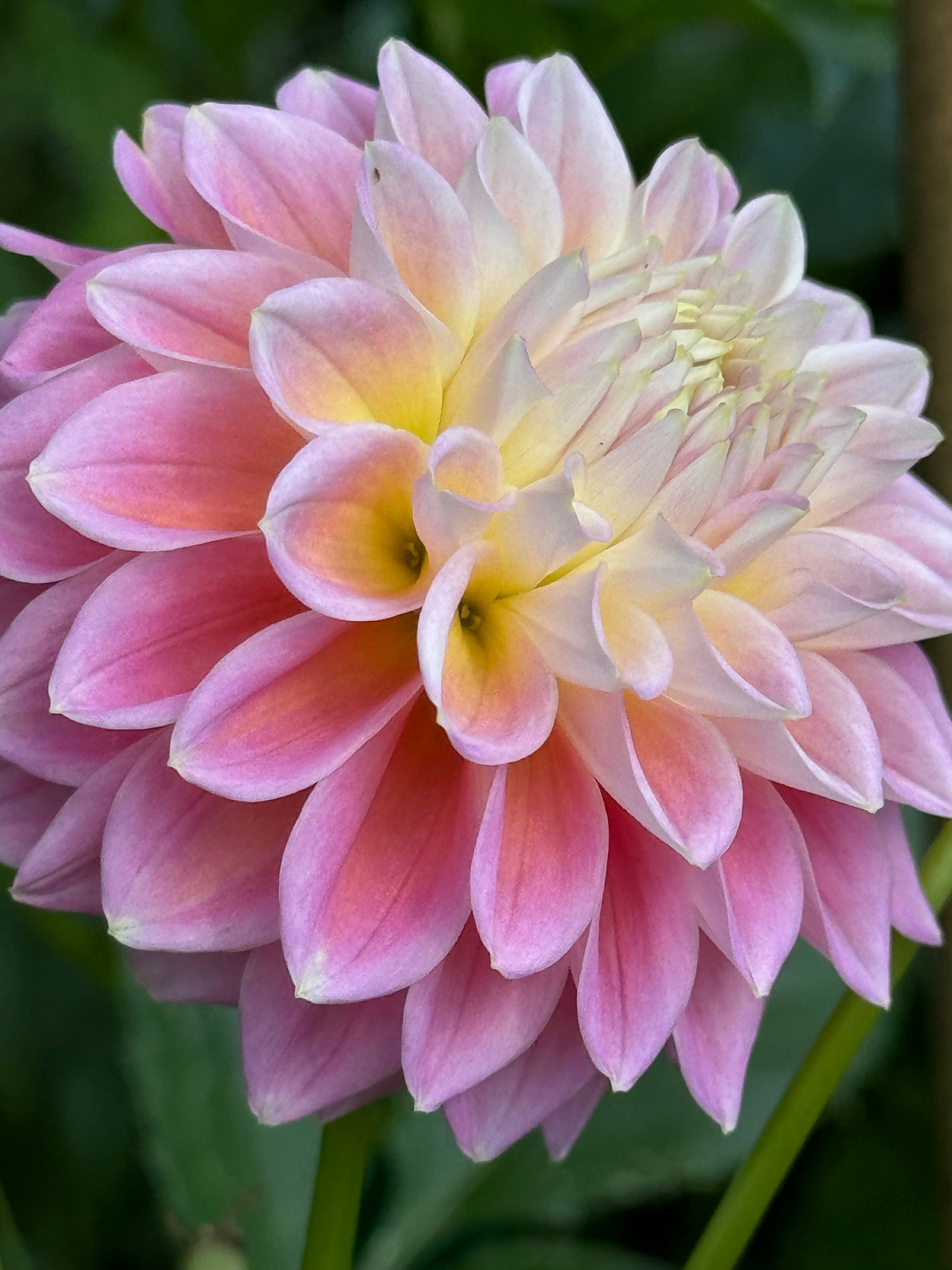 Sugartown Sunrise Dahlia