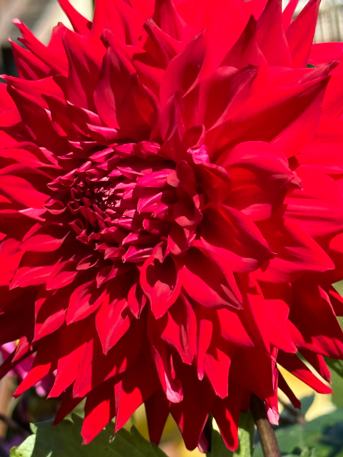 Zapf’s Deseret Storm Dahlia