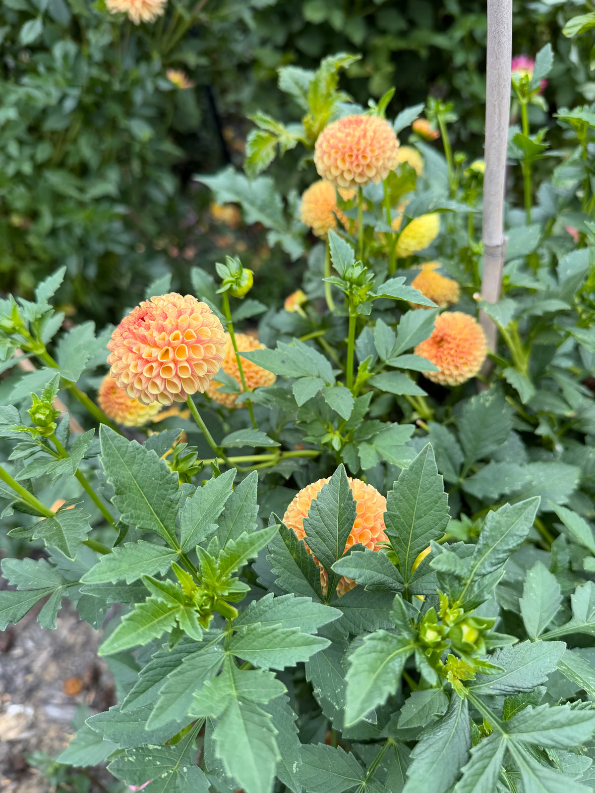 Tiny Dahlia