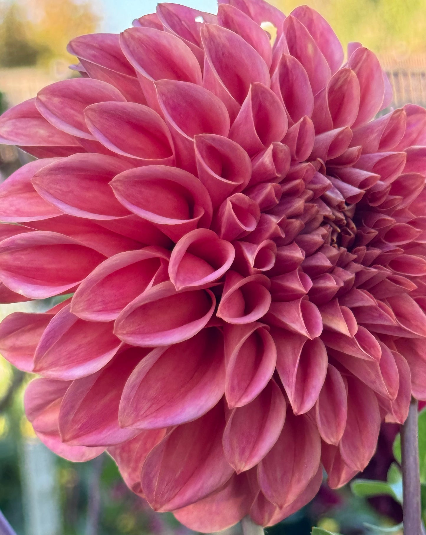 Sylvia Craig Hunter Dahlia