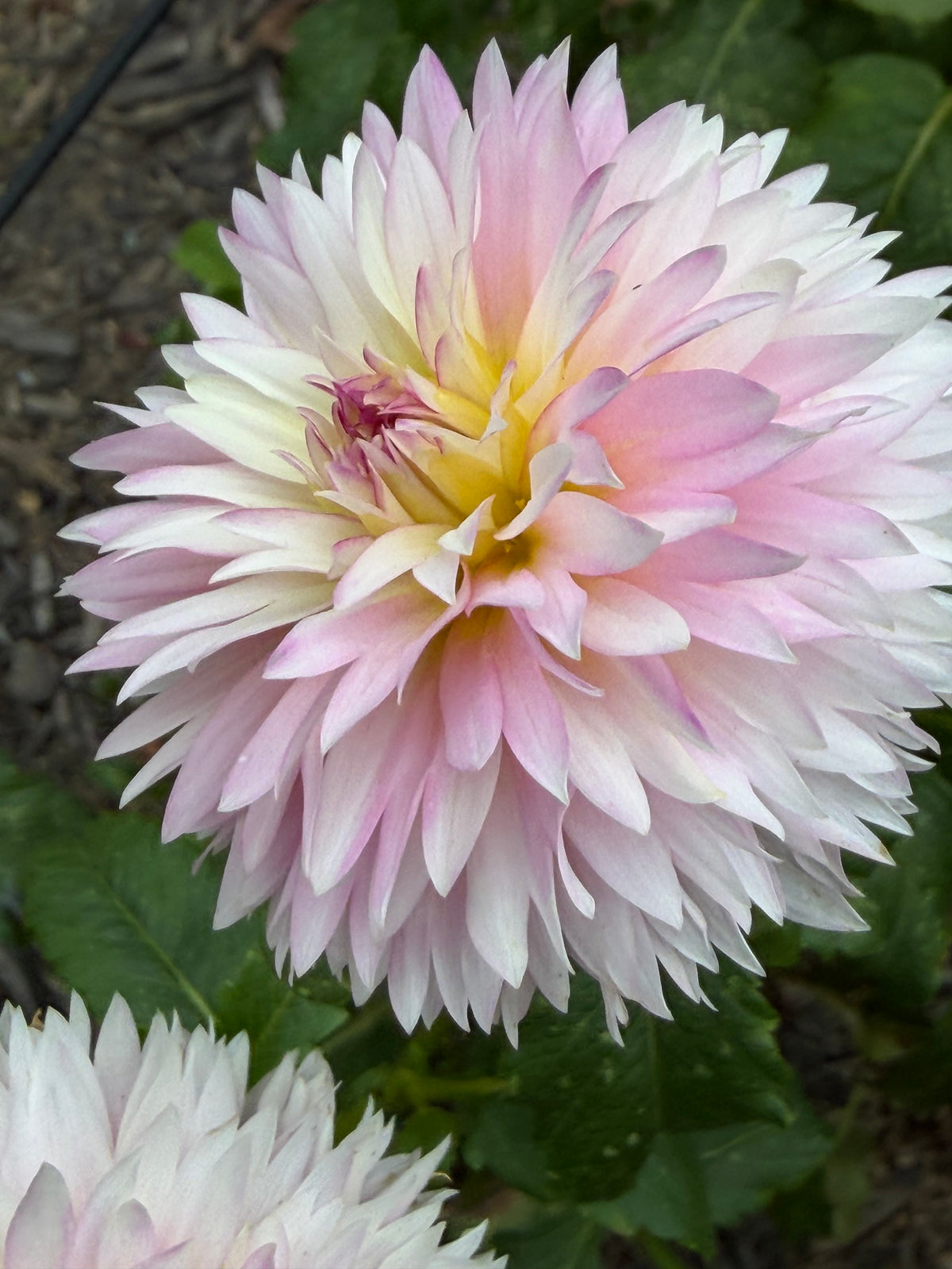 Hollyhill Pinkie Dahlia