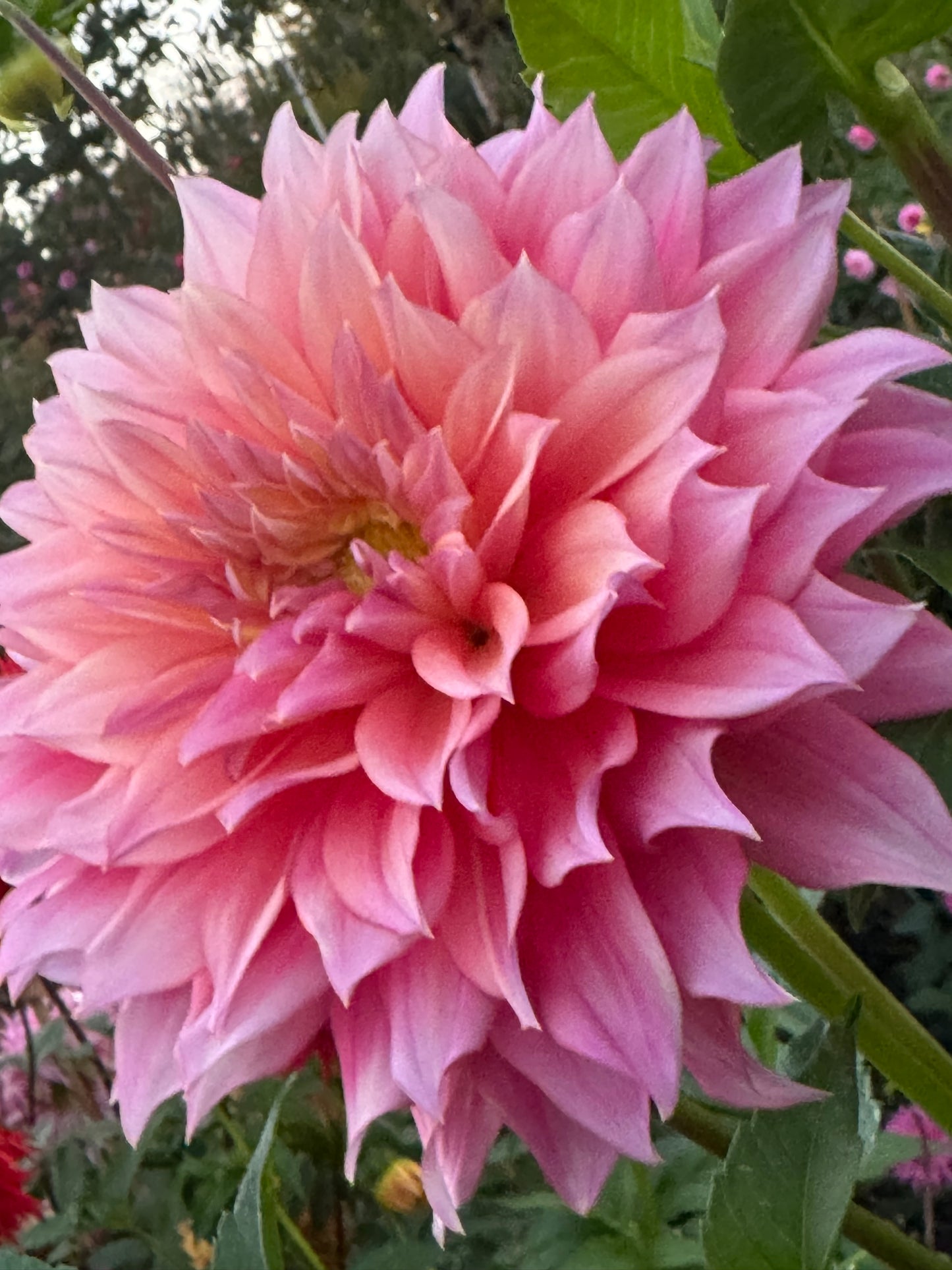 Hollyhill Pinkie Dahlia
