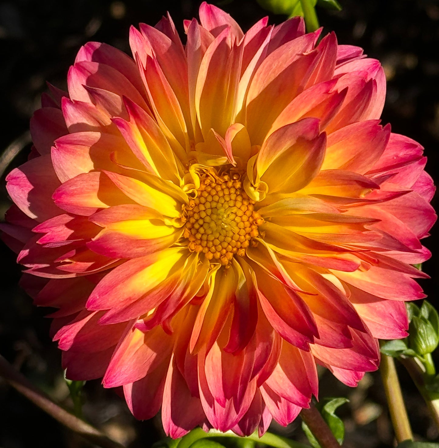 September Morn Dahlia