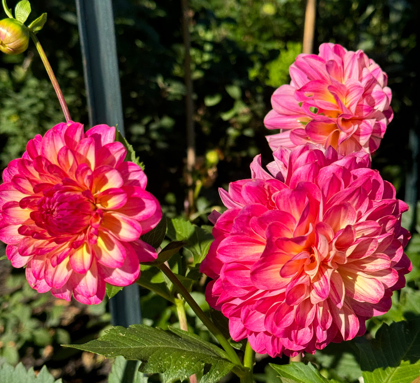 Umpqua Sunrise Dahlia