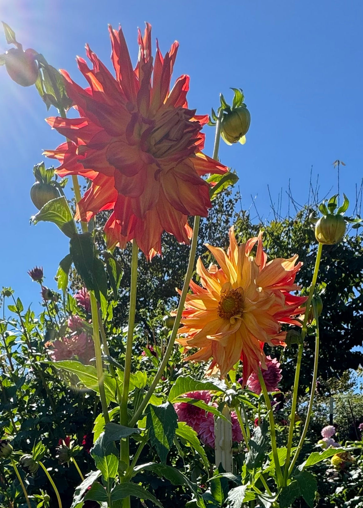 Fired Up Dahlia
