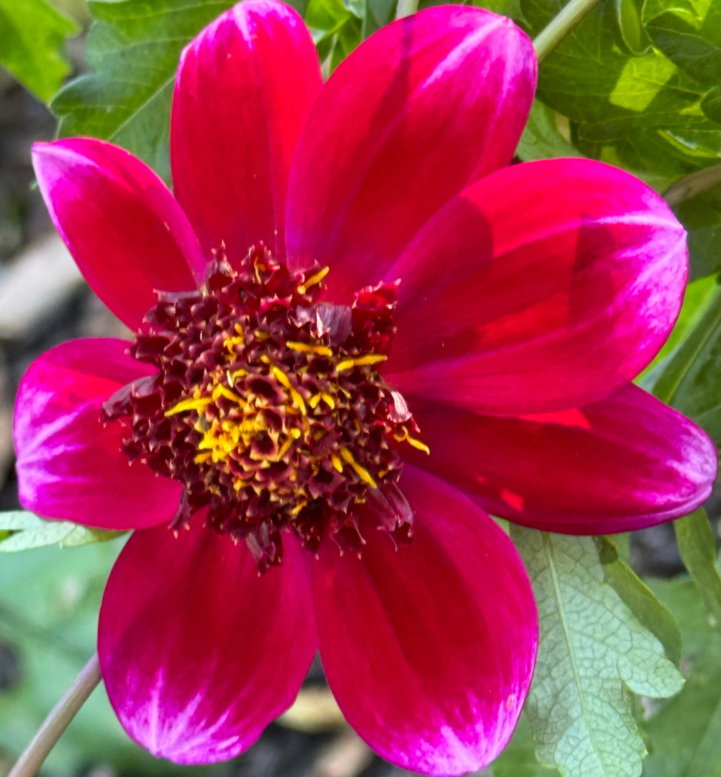 Rock Star Dahlia
