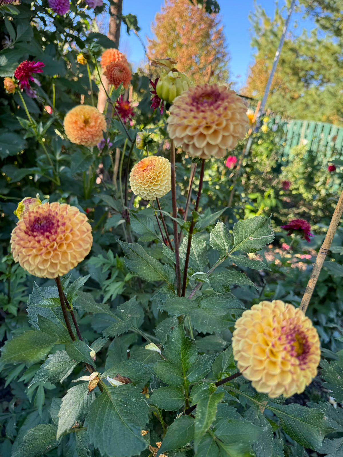 Ferncliff Spice Dahlia