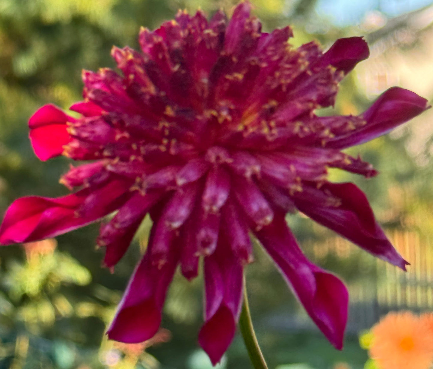 Bloomquist Cracker Dahlia