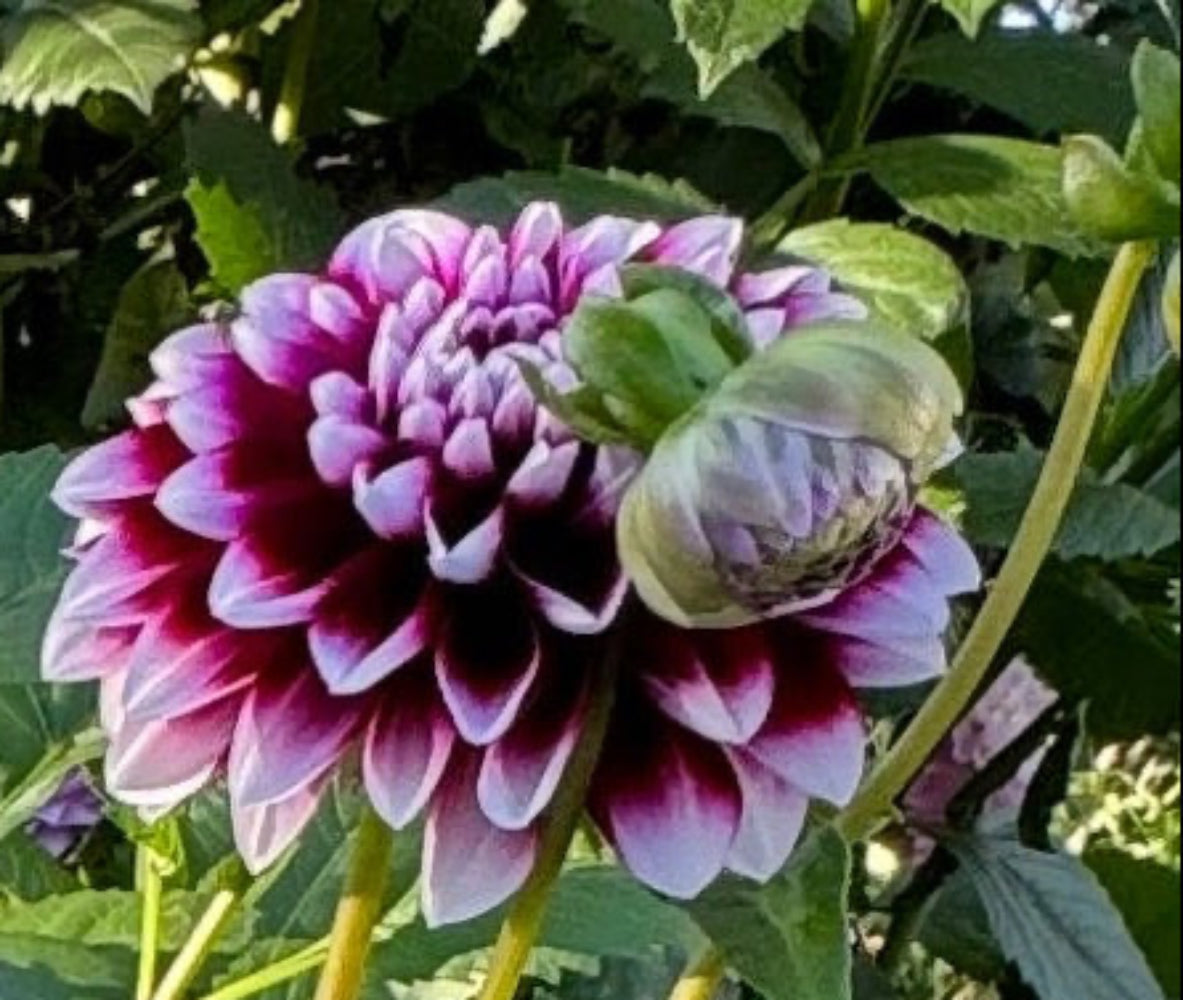 Jim Dandy Dahlia – Draginas Flowers LLC