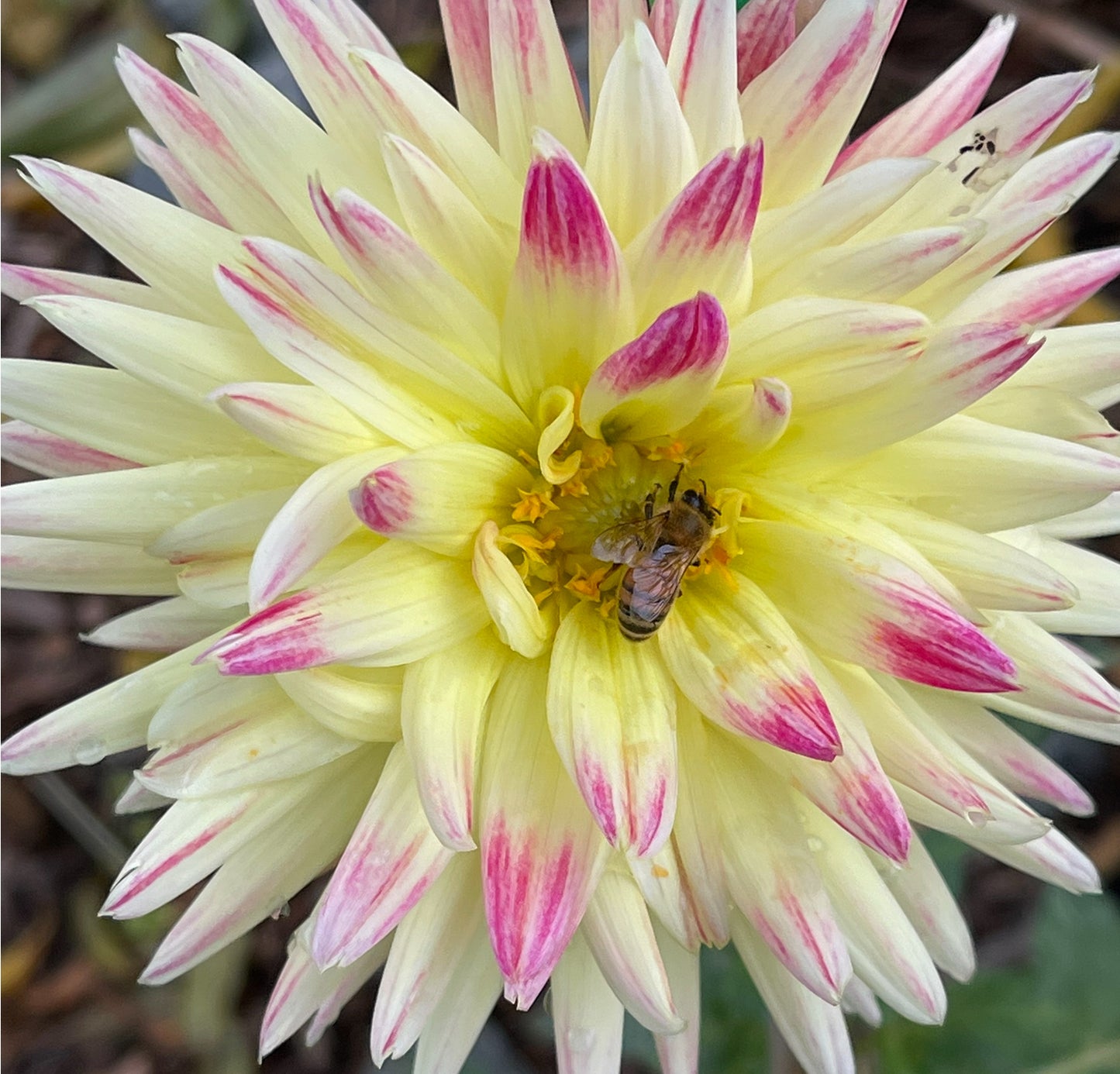 Tahiti Sunrise Dahlia