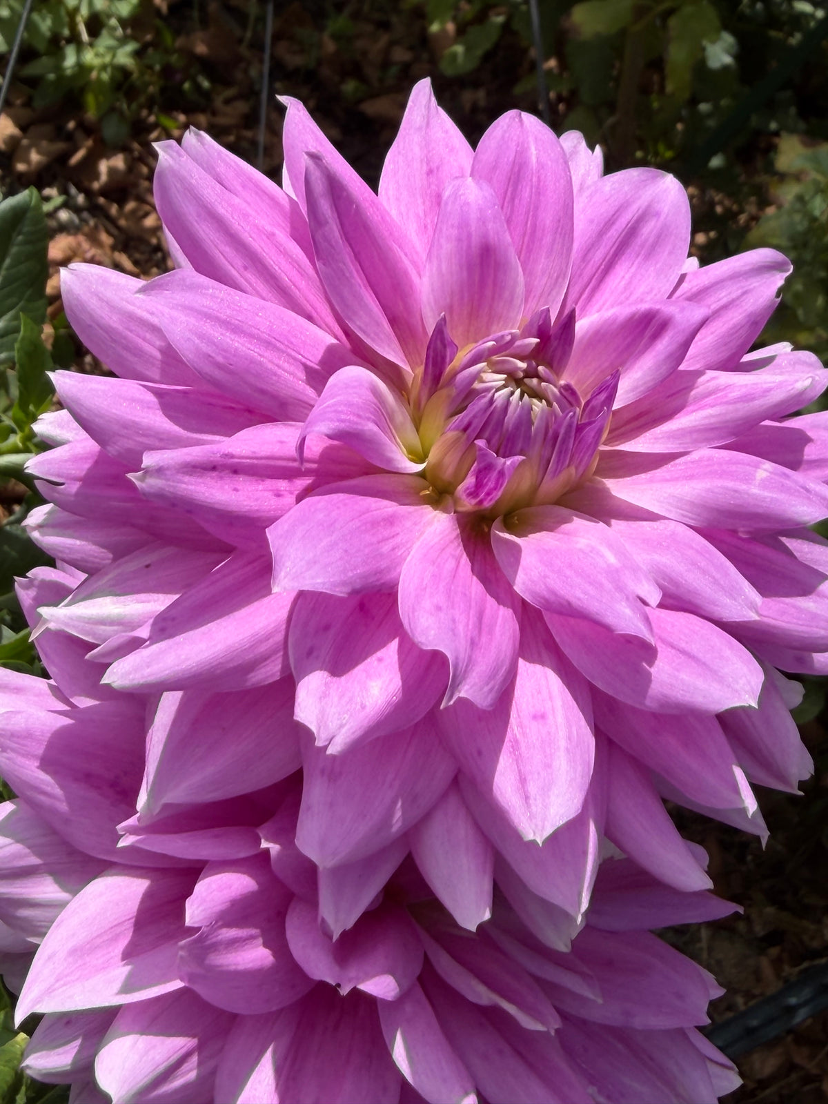 Cafe Au Lait Royal Dahlia