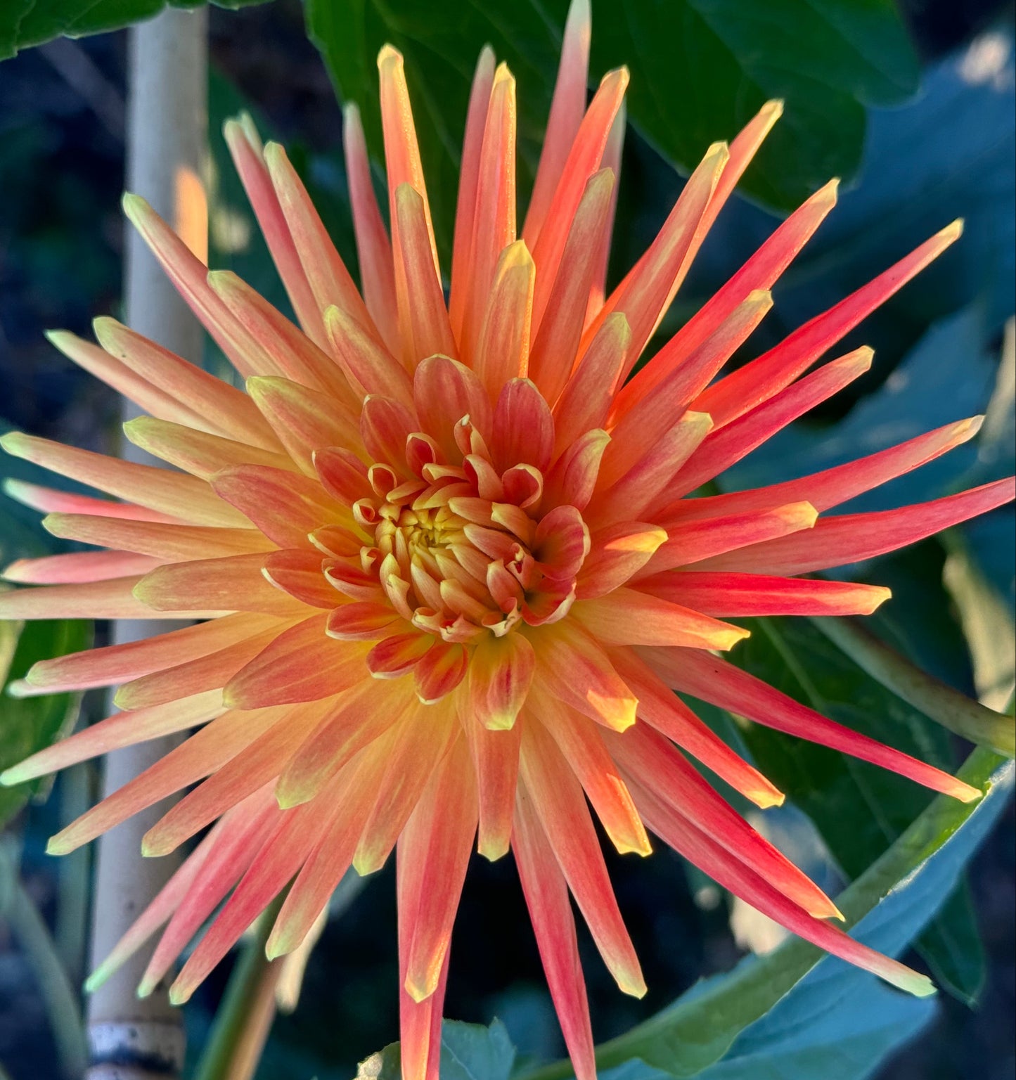 Bloomquist Flare Dahlia