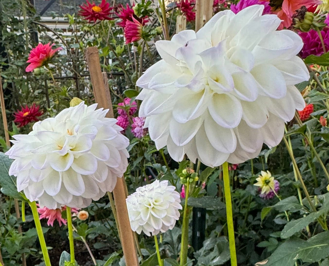 Dorothy Rose Dahlia