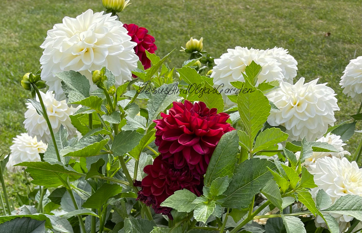 Oliver’s Dream Dahlia