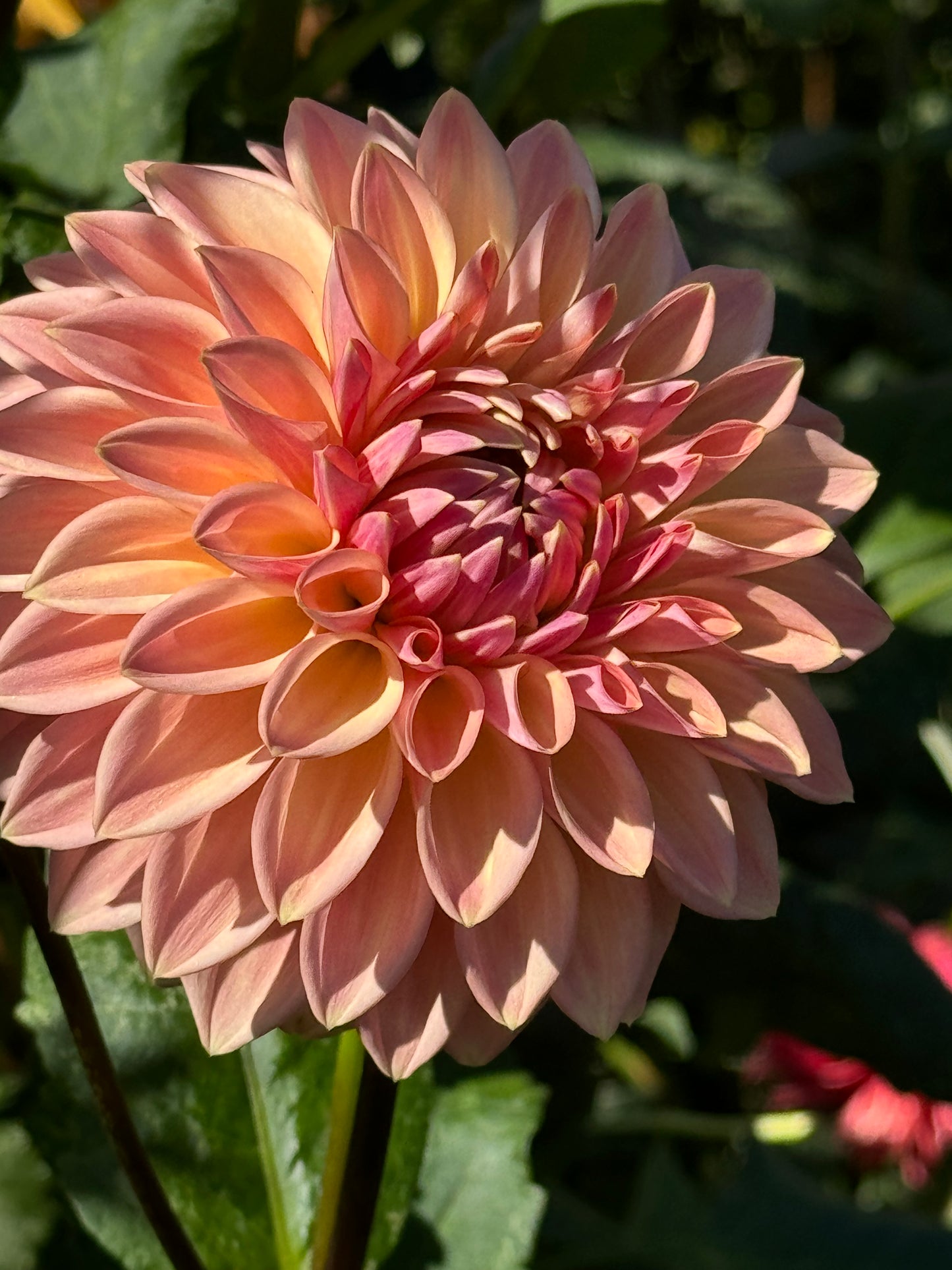 Bloomquist Alan Dahlia