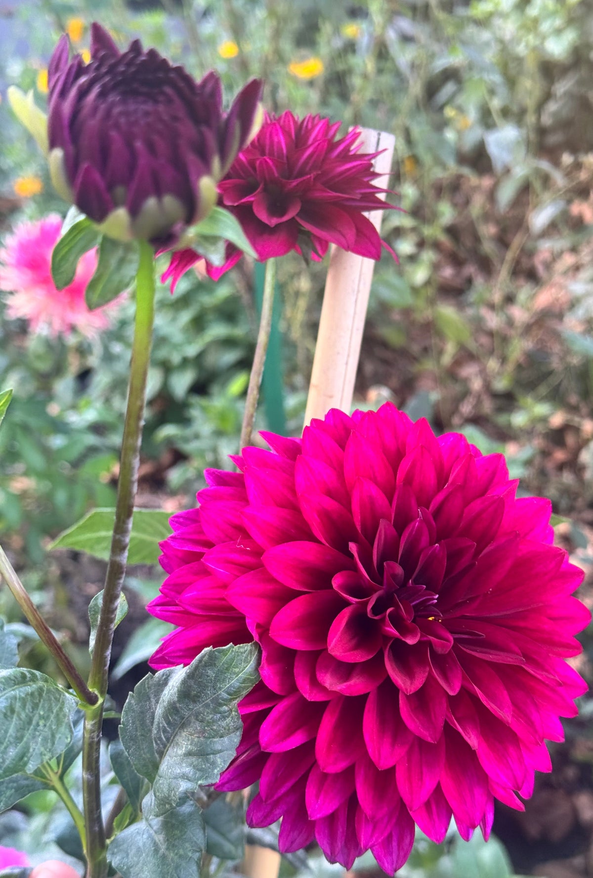 Hello Dahlia