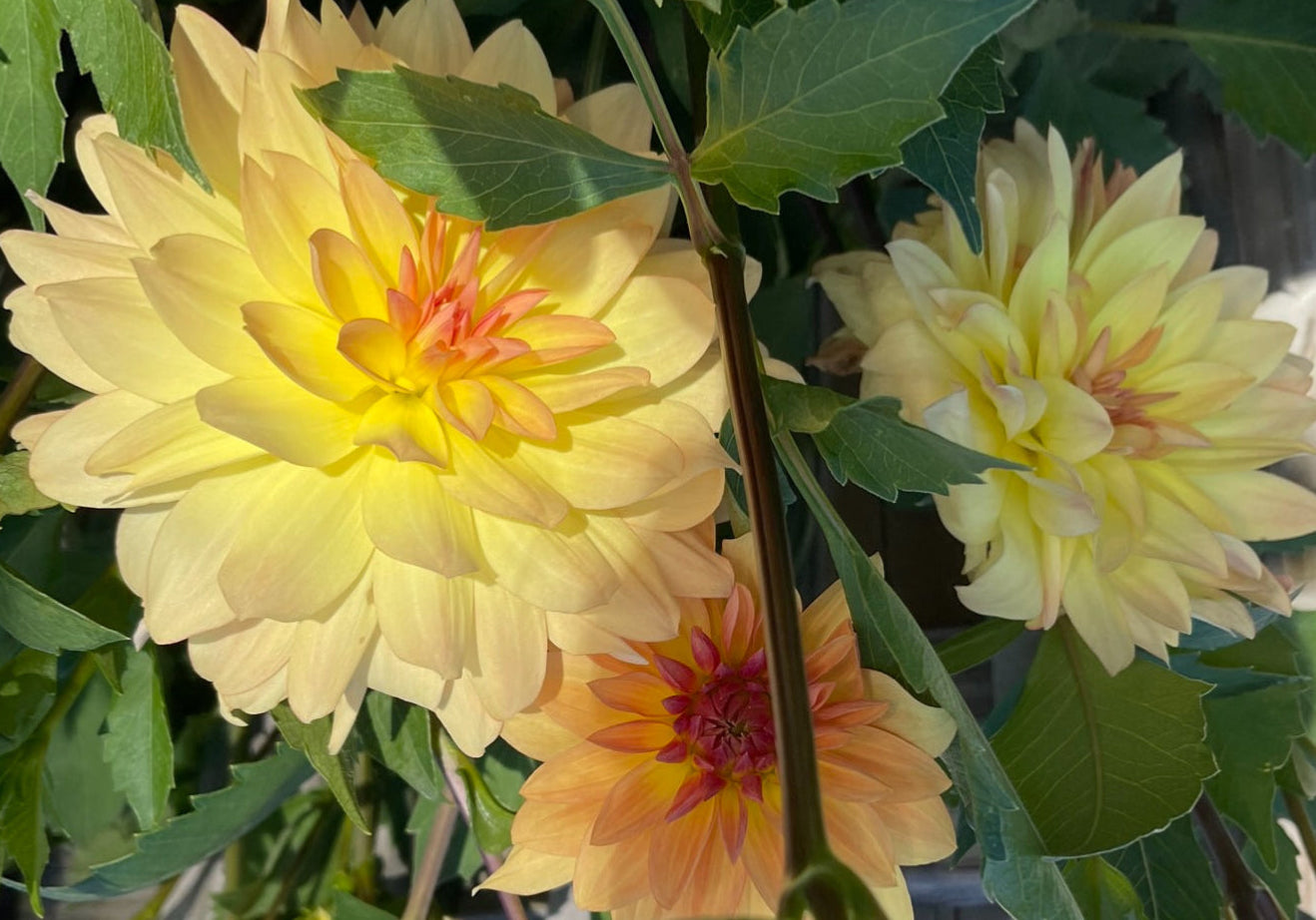 Keith H Dahlia