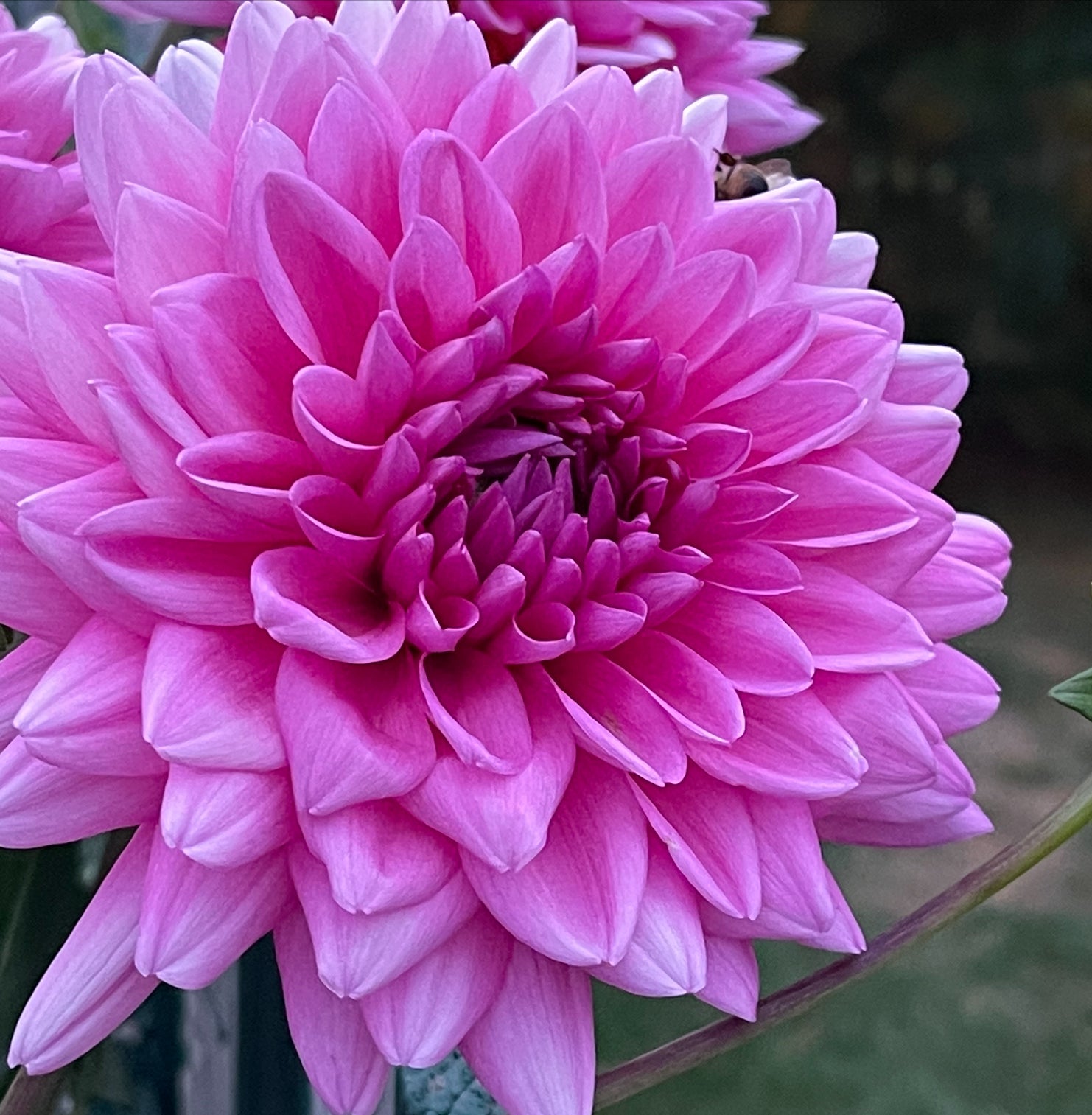Rosella Dahlia – Draginas Flowers LLC