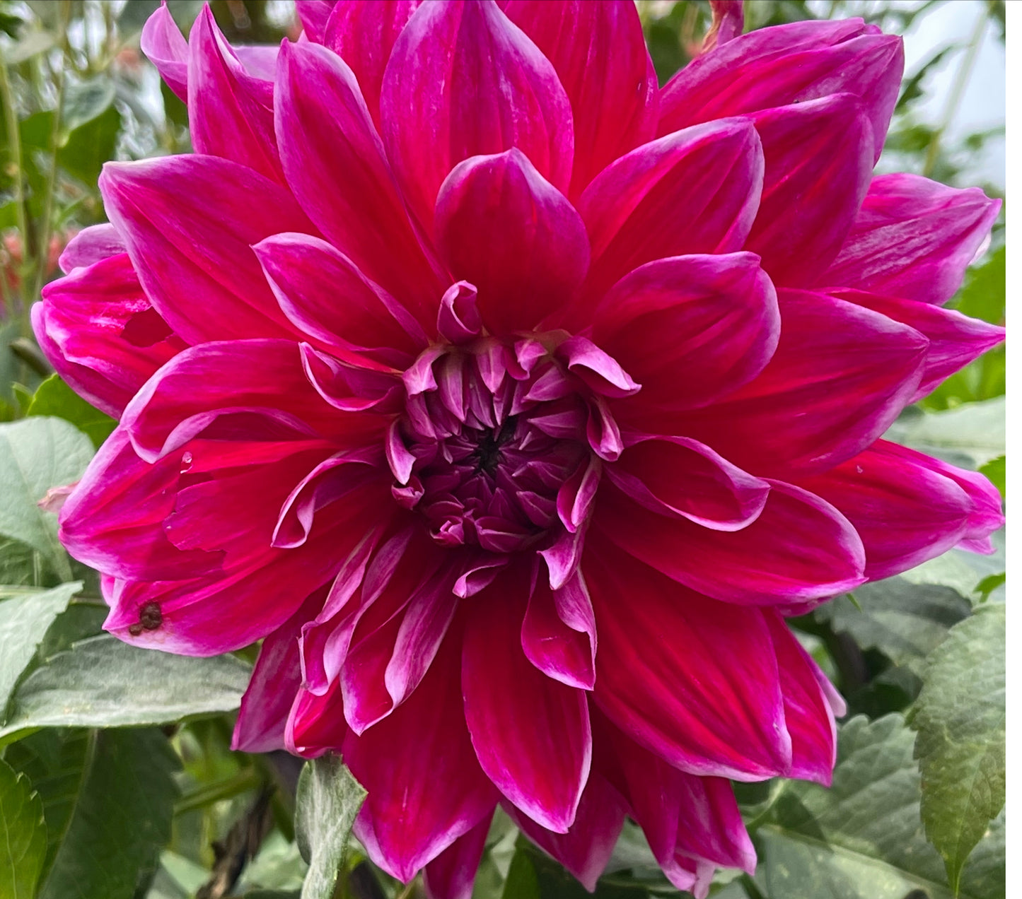 Mero Star DahlIa