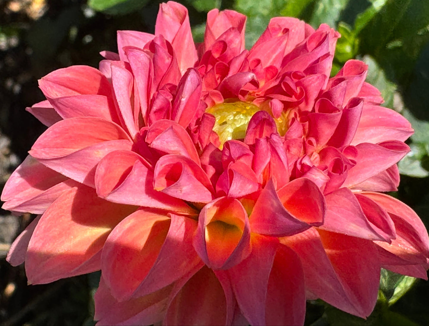 Sebastian Dahlia