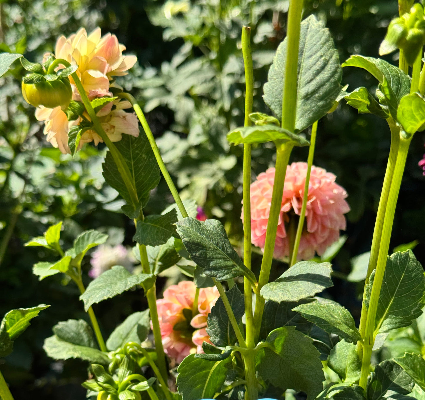 L.A.T.A. Dahlia