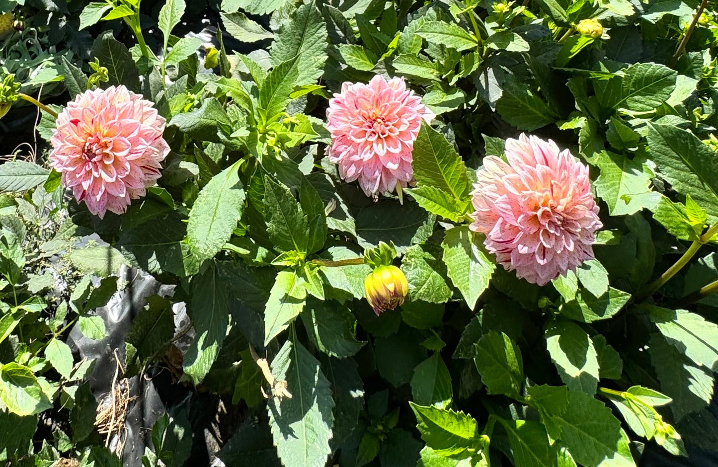 Carmen Fiesta Dahlia
