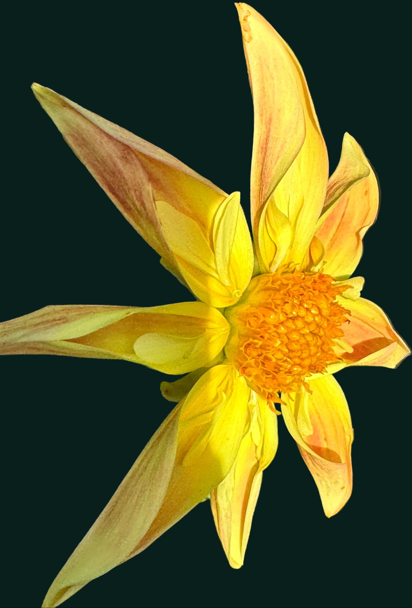 Verrone’s Marmalade Dahlia