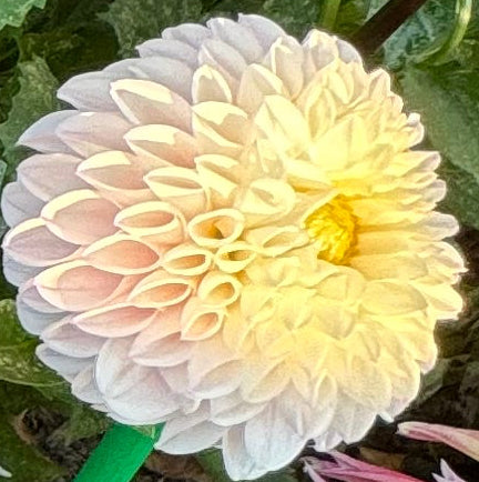 Pink Pearl Dahlia
