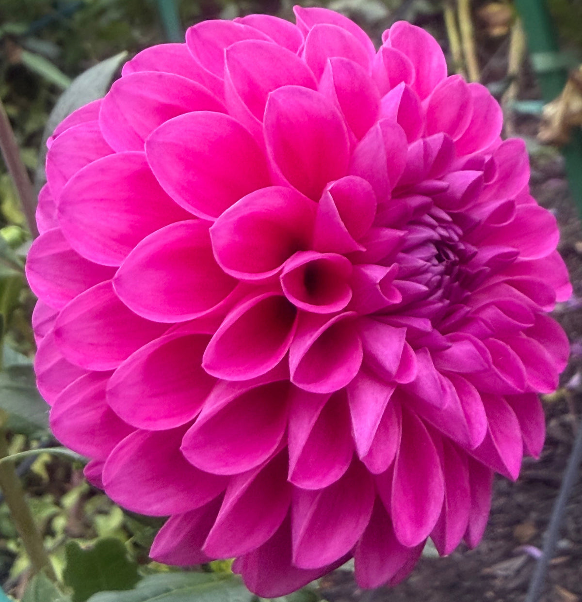 Chimacum Katie Dahlia