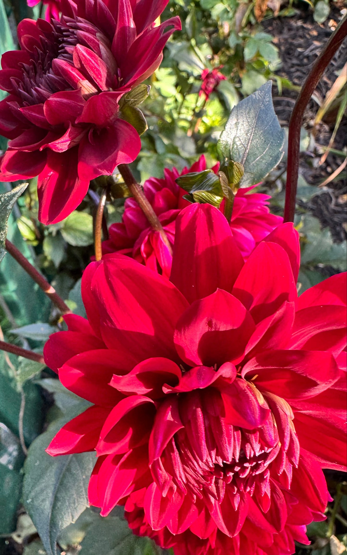 Karma Choc Dahlia