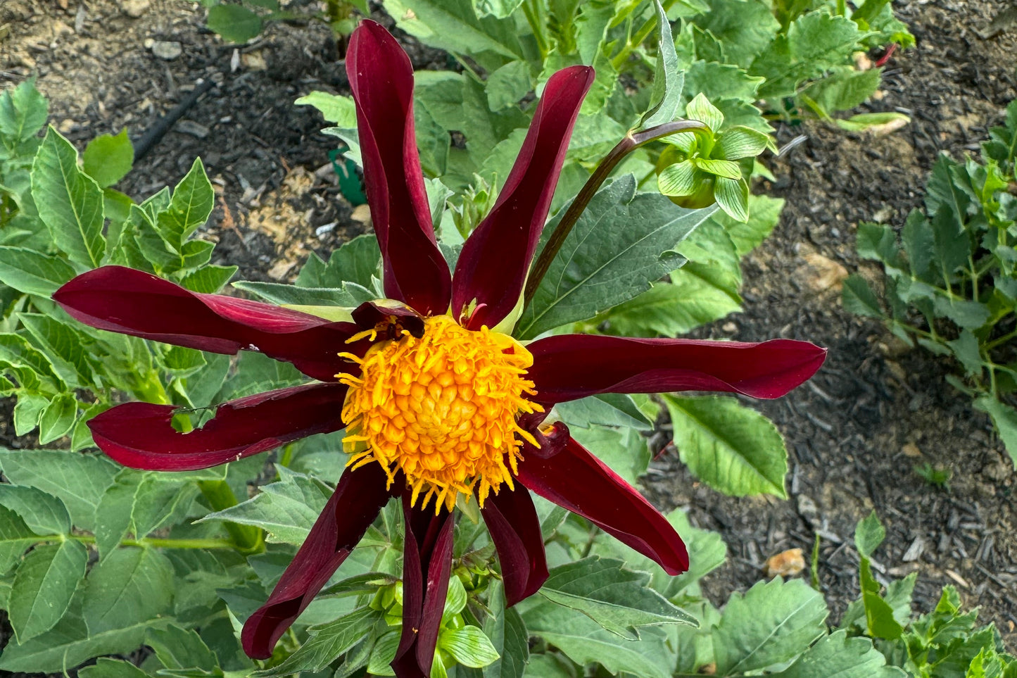 Verrones Obsidian Dahlia