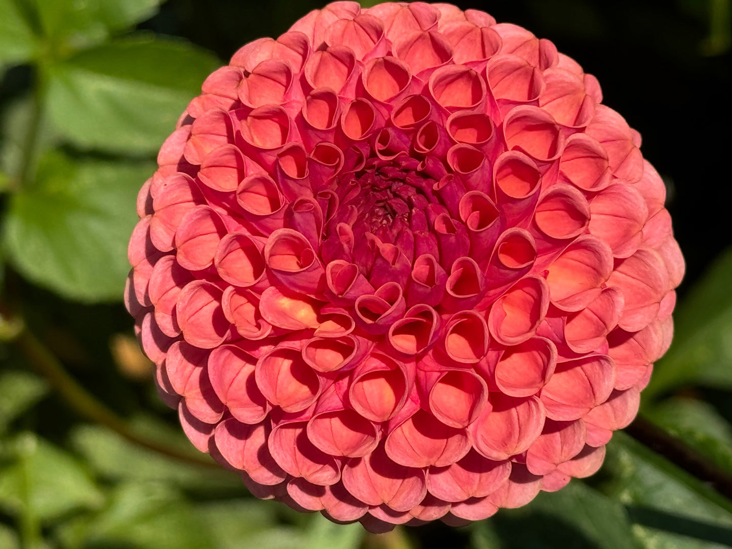 Ferncliff Rusty Dahlia