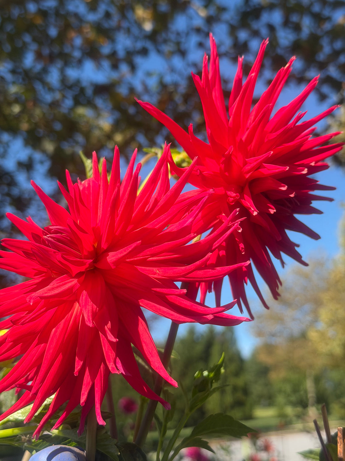 AC Riley Dahlia