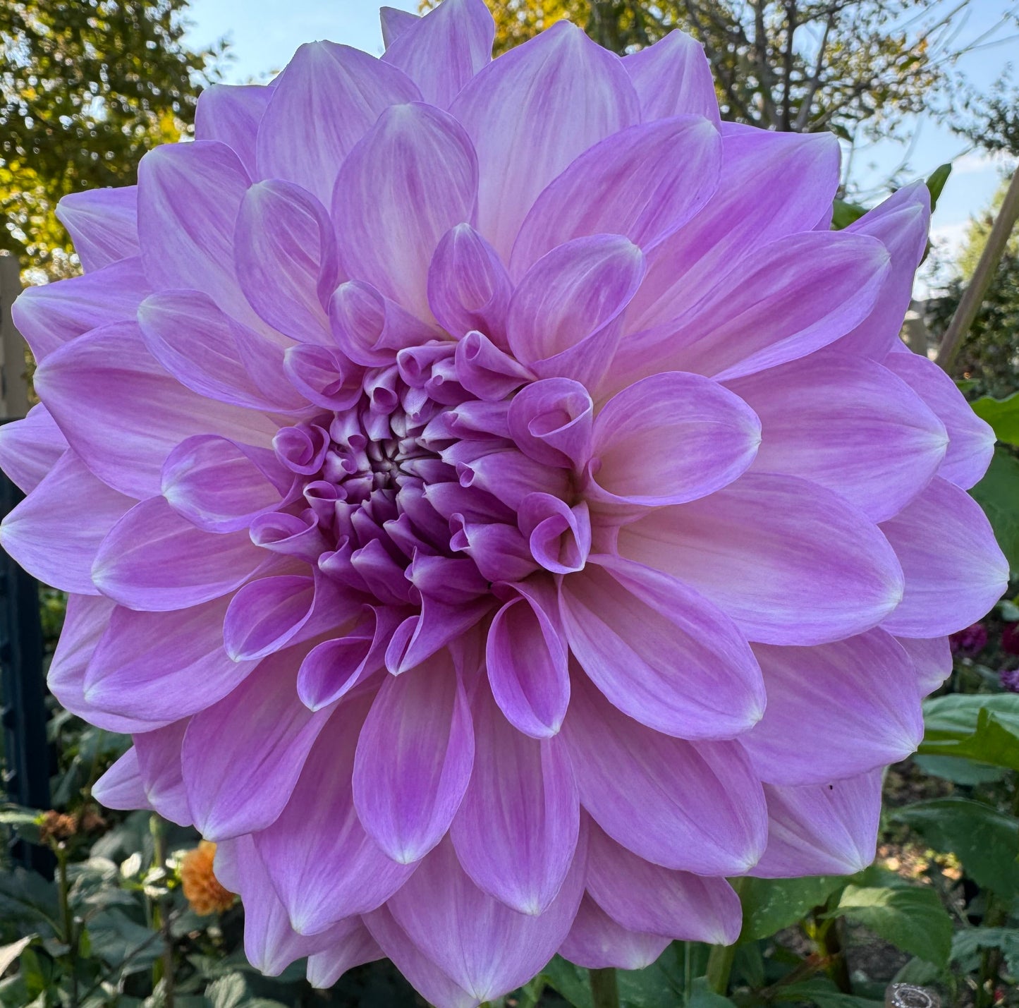 Almond Joy Dahlia