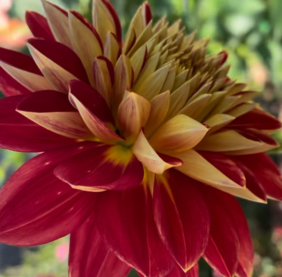 Hometown Hero Dahlia