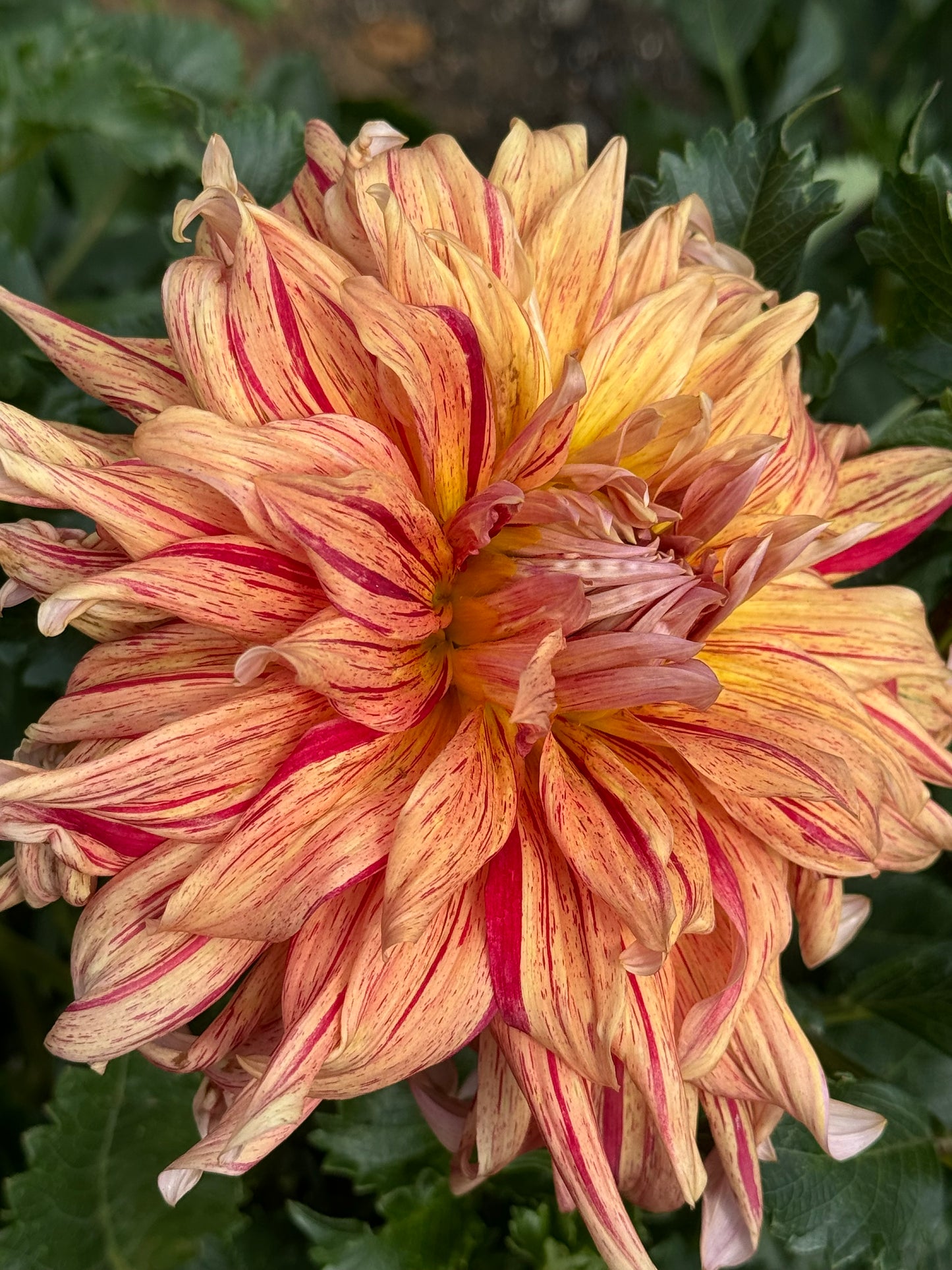 Maniac Dahlia