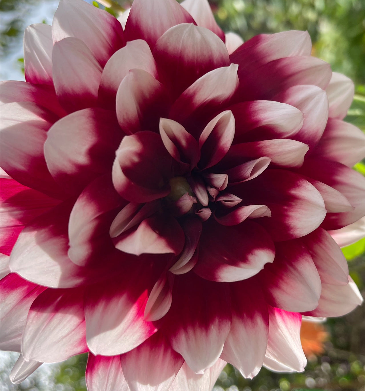 Mystery Day Dahlia