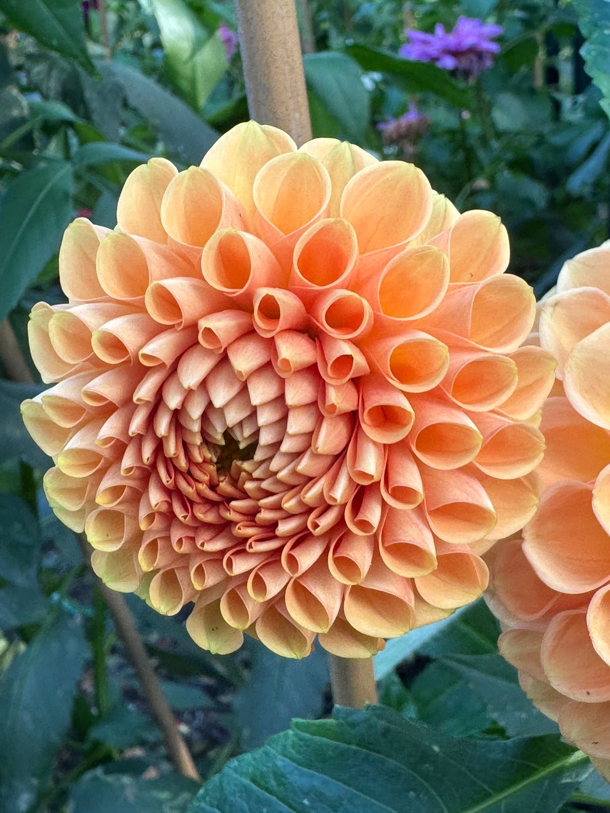 Catalina Dahlia