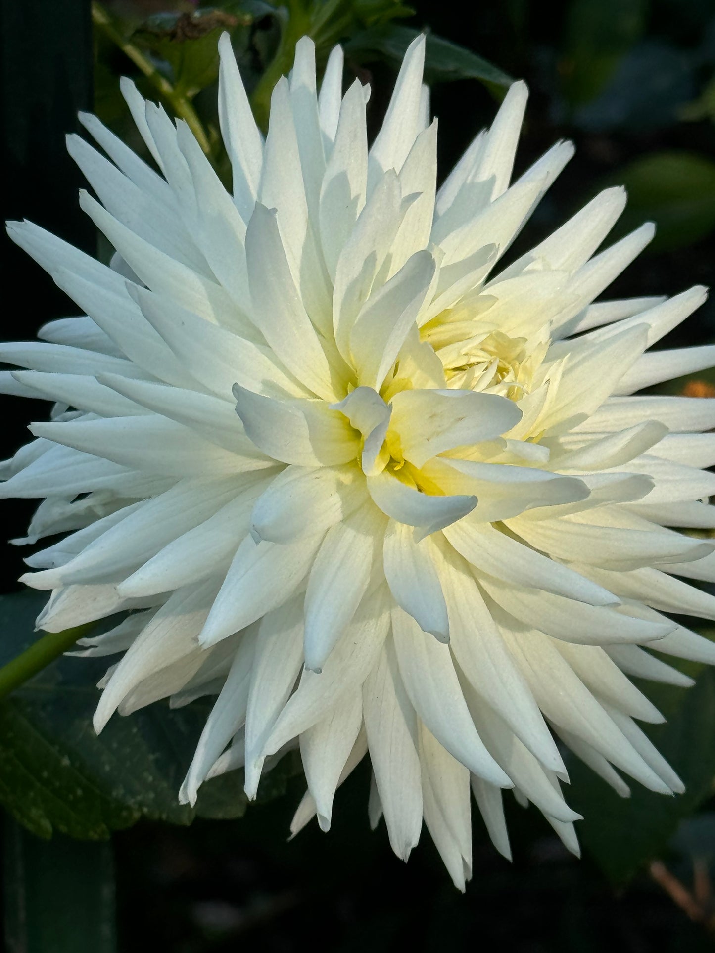 My Love Dahlia