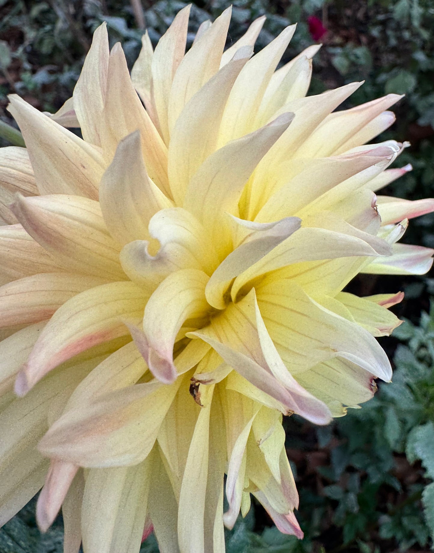 Lakeview Blush Dahlia