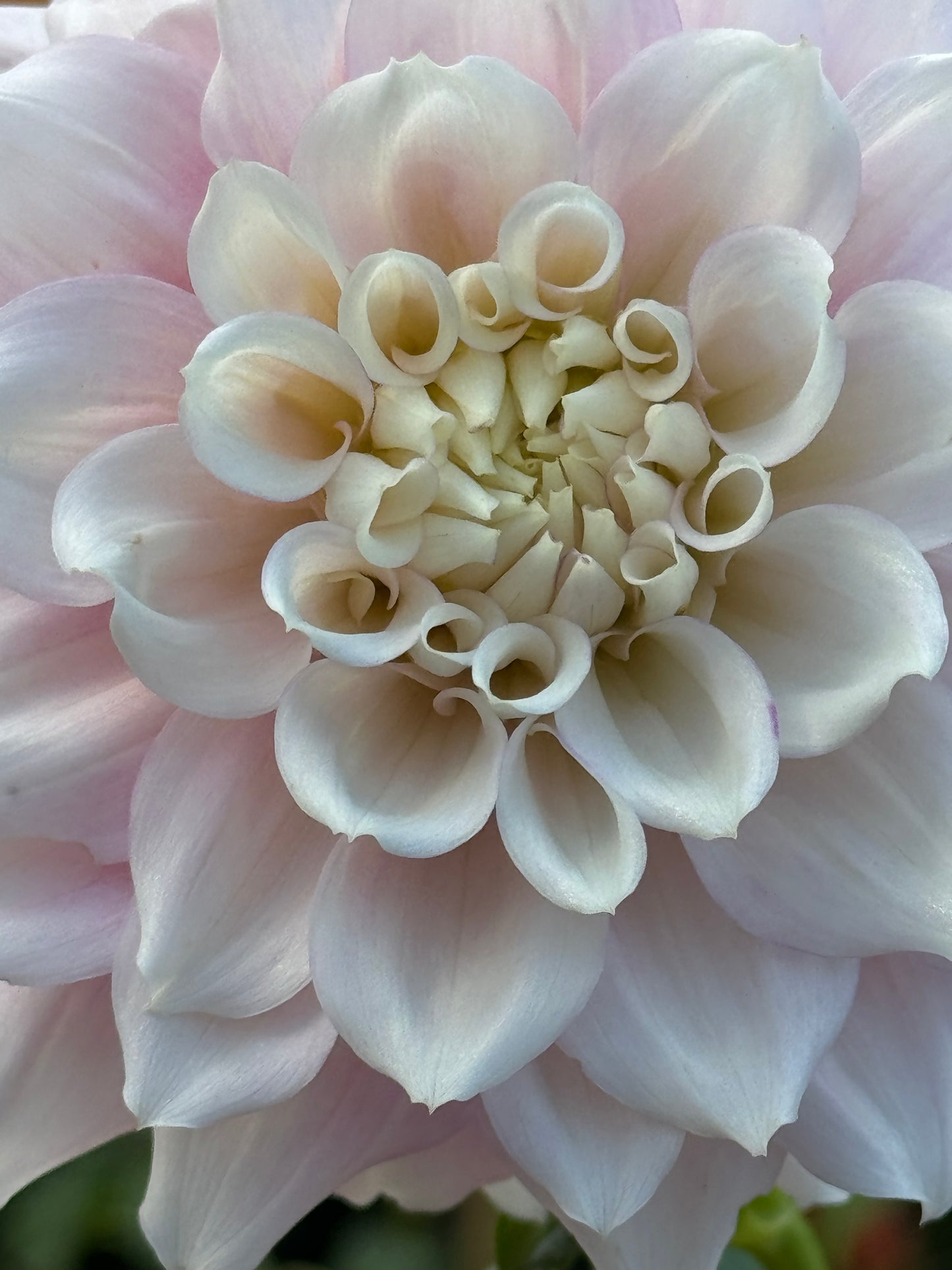 Gitts Perfection Dahlia
