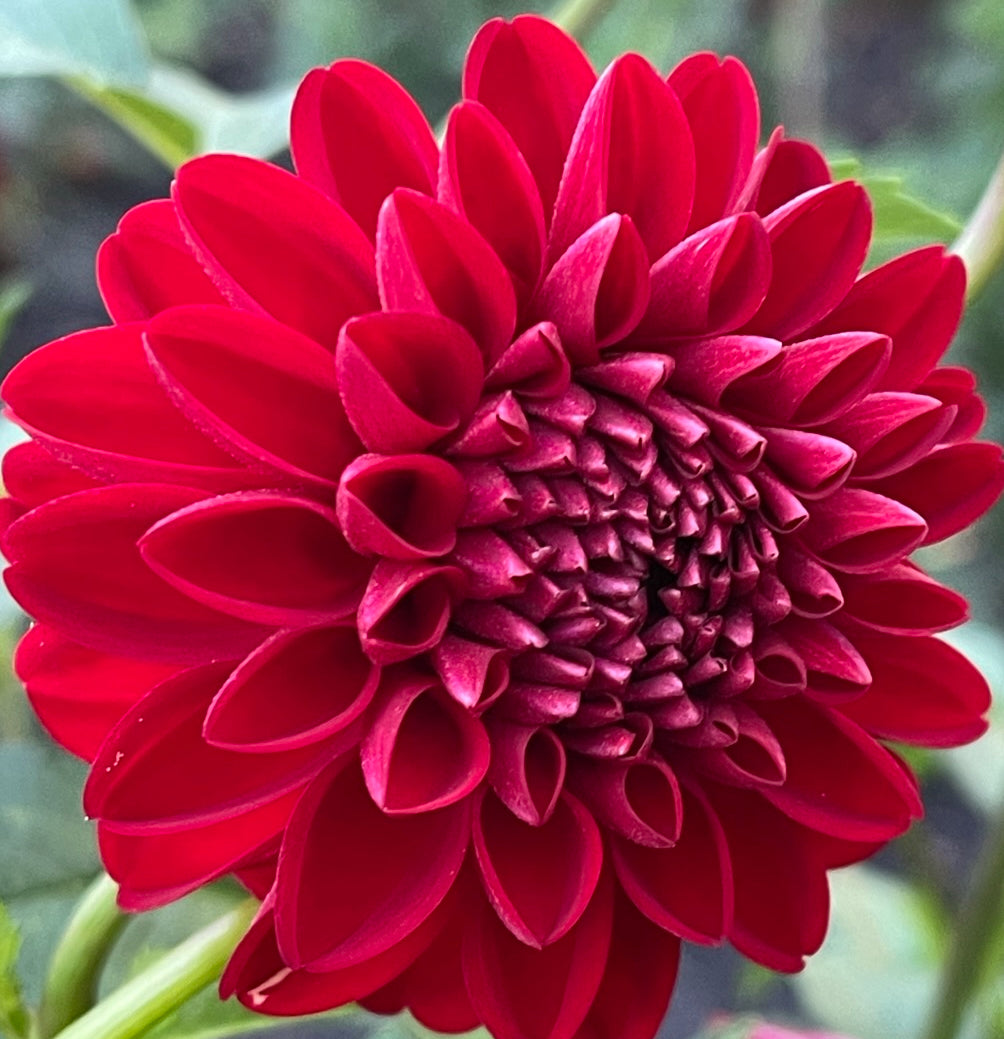 NTAC Andrew Dahlia – Draginas Flowers LLC