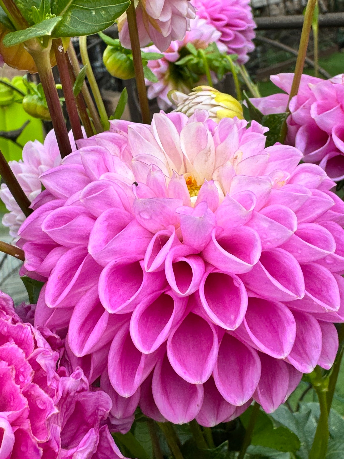 Sweet Love Dahlia