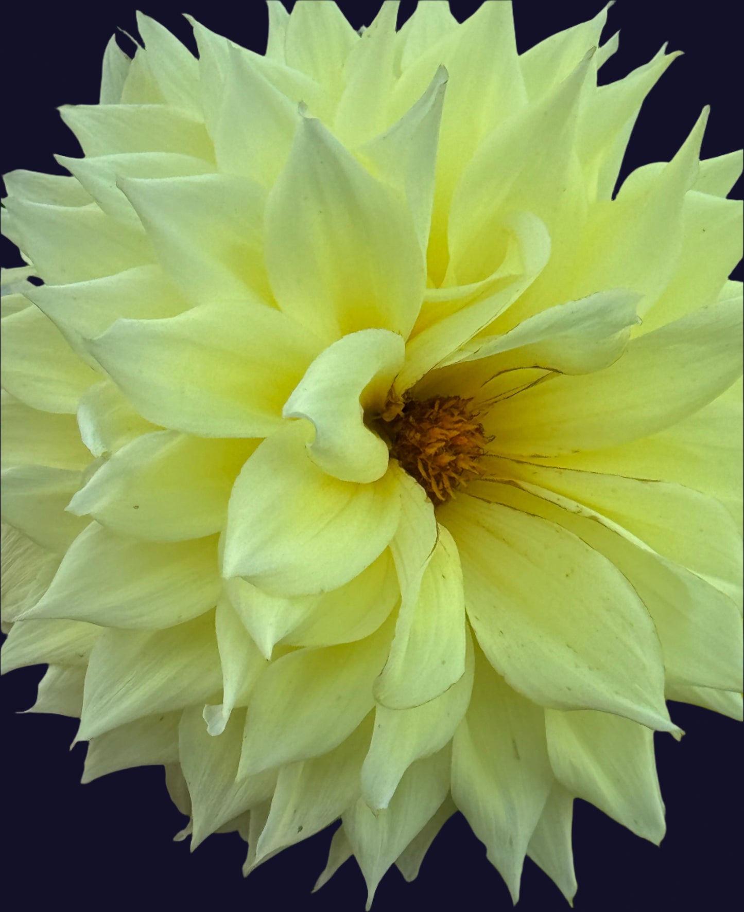 Bloomquist Alleyoop Dahlia